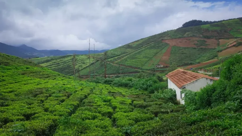 coffee plantation experiences